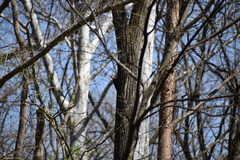 Dryocopus pileatus