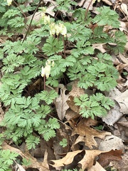 Dicentra cucullaria