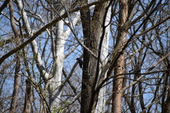 Dryocopus pileatus