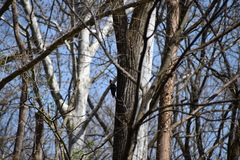 Dryocopus pileatus