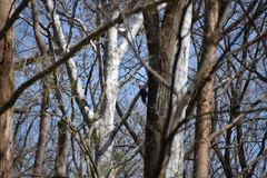 Dryocopus pileatus