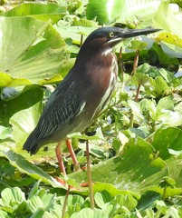 Butorides virescens image