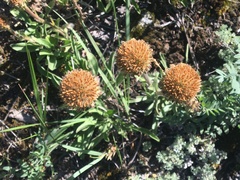 Aster alpinus vierhapperi