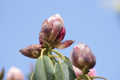 Rhododendron fortunei