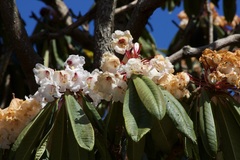 Rhododendron calophytum