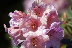 Rhododendron campanulatum