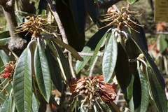 Rhododendron lanigerum