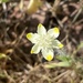 Platystemon californicus californicus - Photo (c) jrebman, algunos derechos reservados (CC BY-NC), subido por jrebman