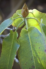 Rhododendron hemsleyanum