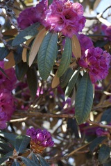 Rhododendron niveum