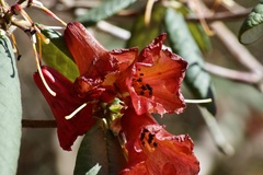 Rhododendron sperabile