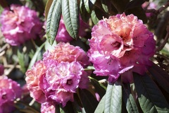 Rhododendron niveum