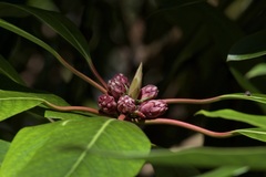 Rhododendron microgynum