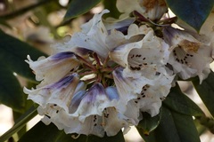 Rhododendron praevernum