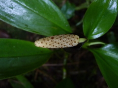 Stenospermation zeacarpium