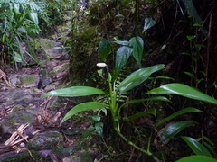 Stenospermation zeacarpium