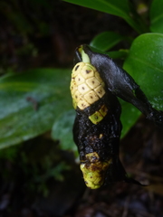 Stenospermation zeacarpium