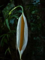 Stenospermation rusbyi