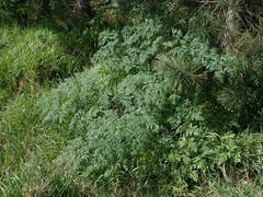 Conium maculatum