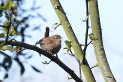 Troglodytes troglodytes