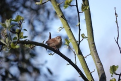 Troglodytes troglodytes