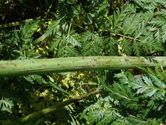 Conium maculatum