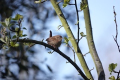 Troglodytes troglodytes
