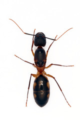 Camponotus maculatus