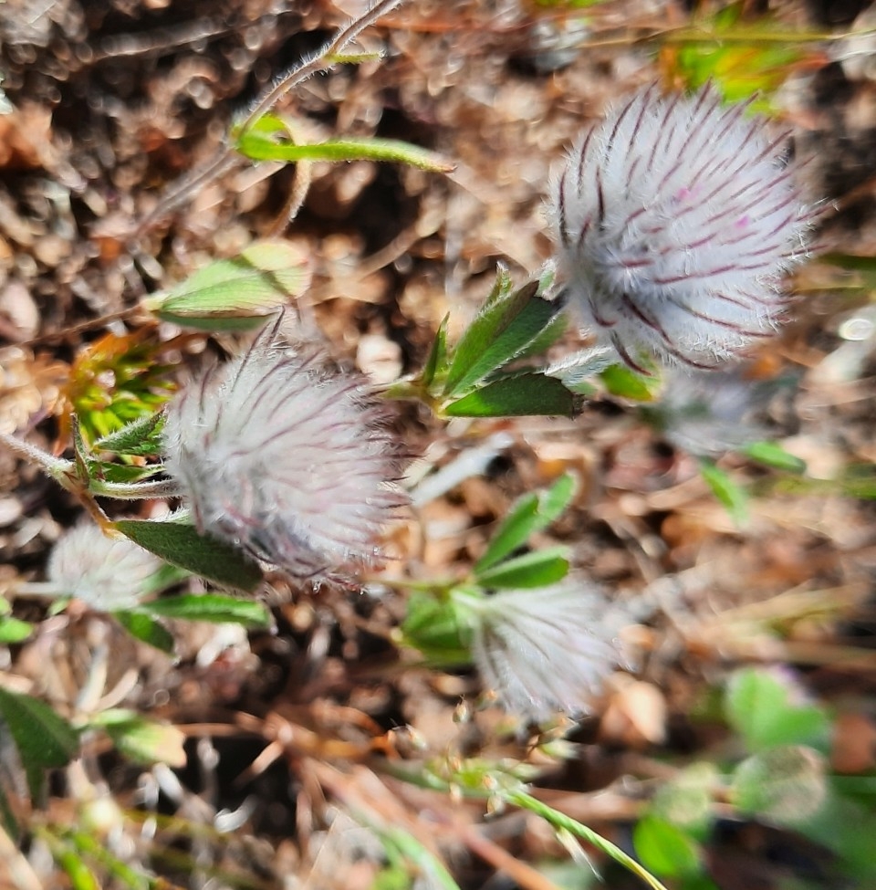 Trifolium olivaceum