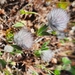 Trifolium olivaceum - Photo (c) Mary Muchowski, alguns direitos reservados (CC BY-NC), uploaded by Mary Muchowski