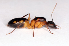 Camponotus maculatus