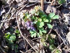 Corydalis solida