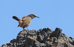 Ochetorhynchus ruficaudus