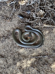 Diadophis punctatus vandenburgii