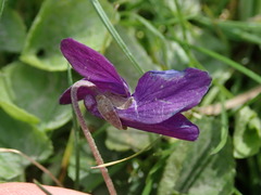 Viola odorata