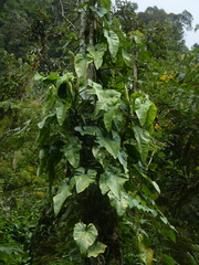 Philodendron hederaceum