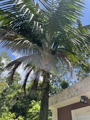 Calyptronoma rivalis