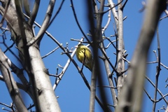 Chloris chloris
