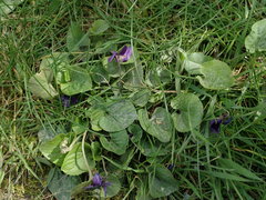 Viola odorata