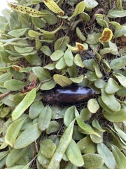 Hovorodon bituberculatus