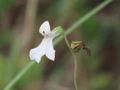 Lobelia paludosa