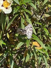 Melanargia ines