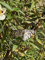 Melanargia ines