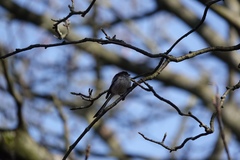 Aegithalos caudatus