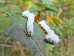 Macremphytus testaceus