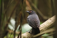 Myrmoborus melanurus