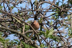 Fringilla coelebs