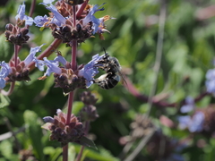 Habropoda miserabilis