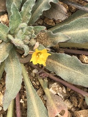 Camissoniopsis lewisii