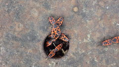 Pyrrhocoris apterus